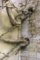 Mur construit autour d'épais troncs de glycine au manoir d'Iford en janvier 