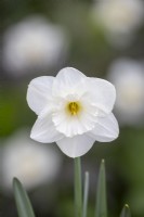 Narcisse 'Neige Givrée' 