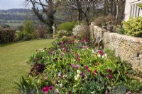 Tulipes dans le parterre de fleurs ouest à Trench Hill, Gloucestershire, avec un mur de pierres sèches des Cotswold derrière et vue sur la campagne. 