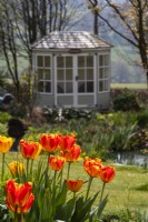 Tulipa 'Banja Luka' avec pavillon d'été derrière à Trench Hill, Gloucestershire. 