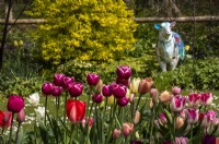Une exposition de tulipes mélangées en rose, violet et abricot à Trench Hill, Gloucestershire avec des œuvres d'art de mouton en arrière-plan. 
