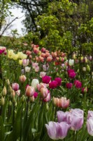 Une exposition printanière de tulipes pastel à Trench Hill, Gloucestershire 