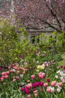 Vue sur les parterres de fleurs remplis de tulipes vers un prunus fleuri et la maison de Trench Hill, Gloucestershire. 