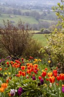 Une vue sur les tulipes de la campagne des Cotswolds à Trench Hill, Gloucestershire. 