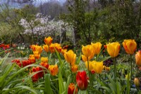 Tulipa 'Beauté du printemps avec des tulipes rouges à Trench Hill, Gloucestershire. 
