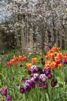 Une exposition printanière de tulipes et d'amelanchier à Trench Hill, Gloucestershire 