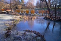  Salix alba var vitellina 'Yellerton' et herbes gelées à côté d'un ruisseau glacé dans le jardin Savill. 
