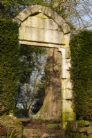 Galanthus autour d'un tronc d'arbre encadré par une arche en pierre et taxus baccata à Thenford Arboretum. 