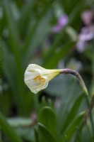 Narcissus bulbocodium 'Arctic Bells' - jonquille à jupon cerceau - février 