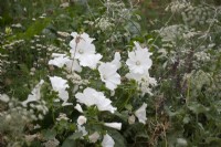 Malva moschata alba - mauve musquée blanche - été - 