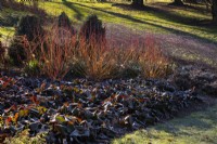 Cornus sanguinea 'Magic Flame', Rubus Phoenicolasius, Bergenia givré 'Overture' et Narcisse givré 'Spring Dawn' dans le jardin Savill 
