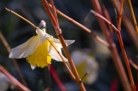 Cornus sanguinea 'Flûte enchantée' autour d'un Narcisse 'Spring Dawn' aux pétales gelés dans le Jardin Savill. 