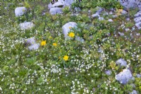 Prairie rocheuse alpine avec Buphthalmum salicifolium, Euphorbia cyparissias, Helleborus niger feuillage et Silene alpestris. 