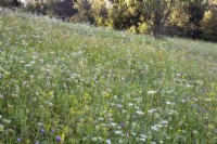 Prairie de fleurs sauvages avec Daucus carota - carottes sauvages, Foeniculum vulgare - fenouil et quelques autres fleurs sauvages. 