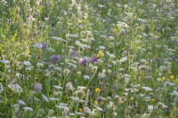 Prairie de fleurs sauvages avec Daucus carota - carottes sauvages, Crepis biennis - barbe faucon, Allium carinatum subsp. carinatum - ail caréné et autres. 