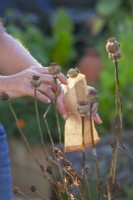 Récolter des graines de pavot. 