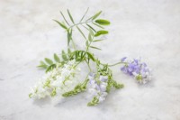 Galega officinalis - mélange blanc et mauve 