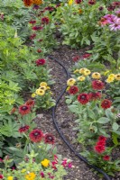 Tuyau d'irrigation goutte à goutte qui fuit utilisé dans un parterre de fleurs parmi les rudbeckias 