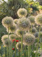 Allium giganteum - fleurs et graines fanées 
