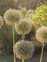 Allium giganteum - fleurs et graines fanées 