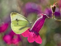 Pieris rapae - Petit papillon blanc sur fleur de Penstemon 