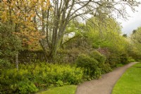 Feuillage printanier : Acers, Euphorbia et Rhododendron le long d'un chemin dans les jardins du château de Cawdor. 