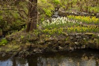 Narcisse sur une petite île rocheuse entourée d'un ruisseau dans les jardins du château de Dunvegan. 