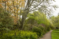 Feuillage printanier, Acers, Euphorbia et Rhododendron le long d'un chemin dans les jardins du château de Cawdor. 