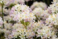 Allium 'Roseum' - ail à fleurs roses - RHS Hampton Court Palace Garden Festival 2023 - WS Warmenhoven. 
