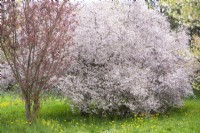 Prunus subhirtella 'Hally Jolivette', cerisier à floraison hivernale, cerisier bouton de rose en pleine floraison.Avril 