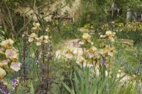 RHS Chelsea Flower Show 2023 - Sentier à travers des parterres de fleurs mixtes avec iris Benton Olive et Atriplex hortensis à feuilles sombres dans le jardin Nurture Landscapes conçu par Sarah Price Gold 