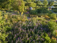 Vue aérienne du jardin sec avec Veronicastrum virginicum « Fascination » du jardin biologique de Holt Farm 