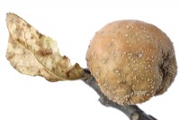 Pomme moisie et pourrie Malus domestica et feuille morte août 