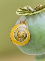 Cepea hortensis - Escargot à lèvres blanches sur tête de graine de pavot 