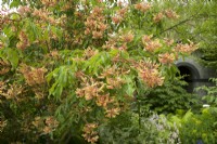 Aesculus flava - Buckeye - été 