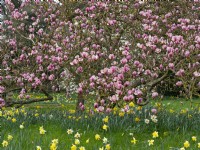 Magnolia x soulangeana 'Rustic Rubra' sous-planté de jonquilles Printemps Fin mars 