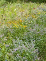 Prairie fleurie avec plantes annuelles, dont Calendula jaune et Borago bleu, été août 