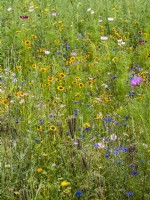 Prairie fleurie avec des plantes annuelles dont Coreopsis jaune, Centaurea cyanus bleu et Cosmos, été août 