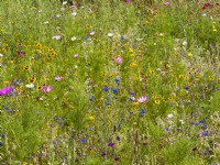 Prairie fleurie avec des plantes annuelles dont Coreopsis jaune, Centaurea cyanus bleu et Cosmos, été août 