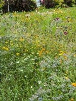 Prairie fleurie avec des annuelles dont le Calendula jaune, la Nigelle blanche et le Borago bleu, été août 
