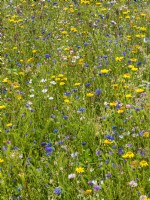 Prairie fleurie avec des plantes annuelles : Anthemis tinctoria - Camomille - et Centaurée de différentes couleurs - Bleuet, été août 