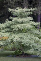 Cornus controversa 'Variegata', petit arbre à feuilles caduques, juin 