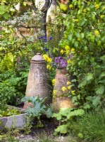 Deux forceurs à rhubarbe en terre cuite dans le jardin. The Savills Garden, Designer : Mark Gregory, RHS Chelsea Flower Show 2023, mai, printemps, été 