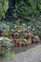 Disposition des bulbes de printemps dans des pots en terre cuite sur la terrasse des jardins botaniques de Winterbourne, février 