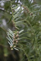 Cephalotaxus harringtonii ssp. drupacea, février 