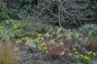 Parterre de fleurs d'hiver avec 'Tete a Tete narcissus' et tiges d'euphorbes colorées aux jardins botaniques de Winterbourne, février 