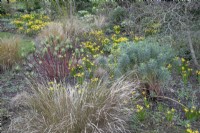 Parterre de fleurs d'hiver avec 'Tete a Tete narcissus', graminées et tiges d'euphorbes colorées aux jardins botaniques de Winterbourne, février 