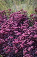 Hylotelephium telephium, Groupe Atropurpureum, 'Purple Emperor', Plante vivace, août 