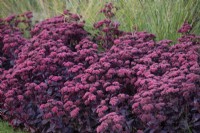 Hylotelephium telephium, Groupe Atropurpureum, 'Purple Emperor', Plante vivace, août 