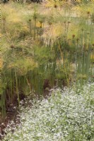 Fleurs blanches et feuillage d'Oenothera lindheimeri, gaura, au premier plan avec Cyperus papyrus, roseau à papier, carex de papyrus, herbe du Nil en arrière-plan. Été. 